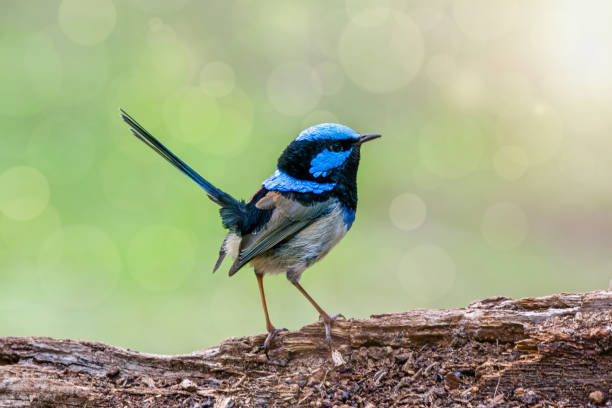 istock Superb Fairy Wren perched on a tree stump 1252596737