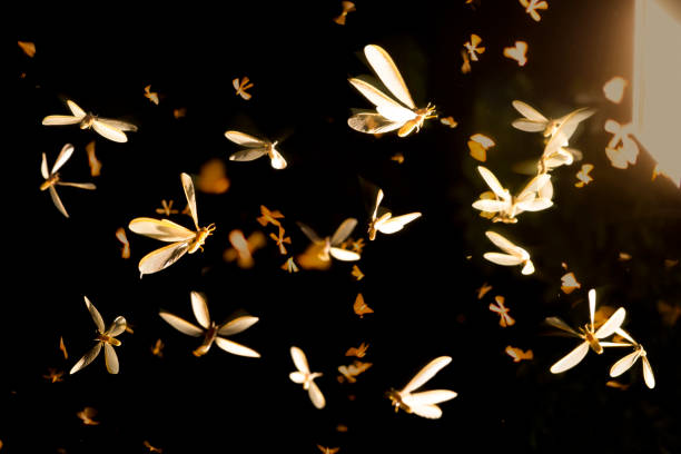 Example Night Flying Insect 8,100+ Night Flying Insects Stock Photos, Pictures & Royalty-Free ...