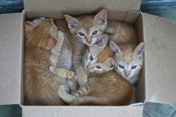 istock 4 kittens one month old in a cardboard box 1252601238