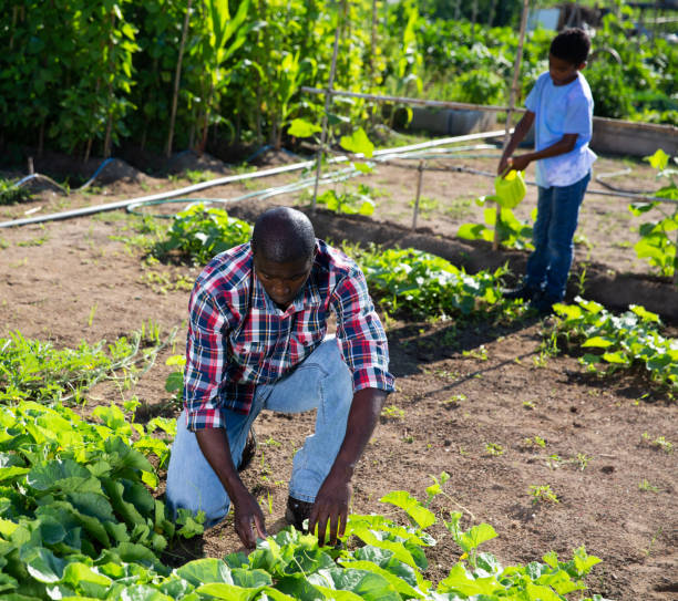 istock Friendly family works on garden beds 1252601282