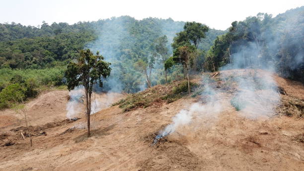 istock Burning forest for agricultural land 1252601426