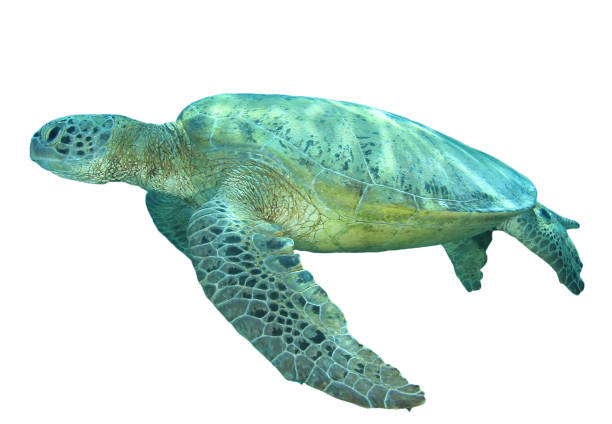 istock Green Sea Turtle isolated on white background 1252601432