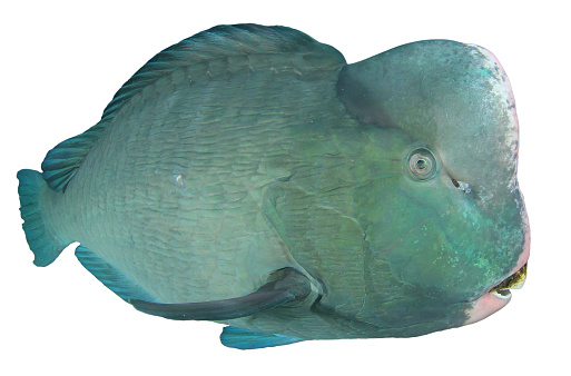 Bumphead Parrotfish or Wrasse cut out on white background