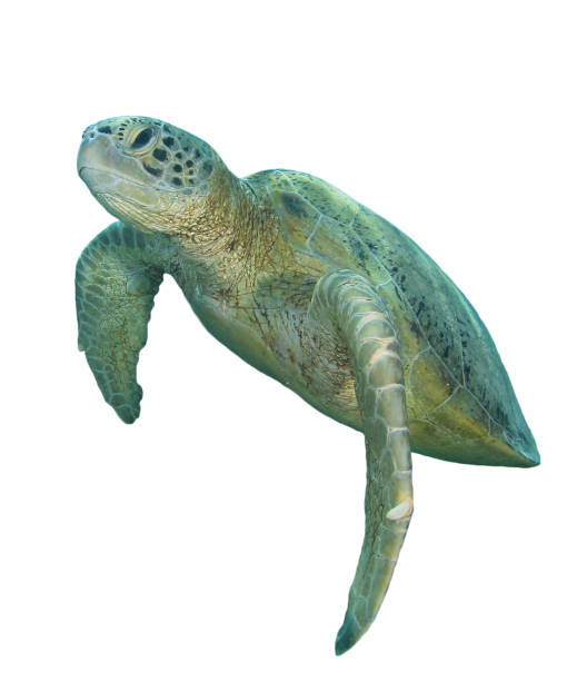 istock Green Sea Turtle isolated on white background 1252601444