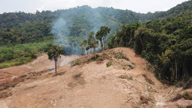 istock Burning forest for agricultural land 1252601470