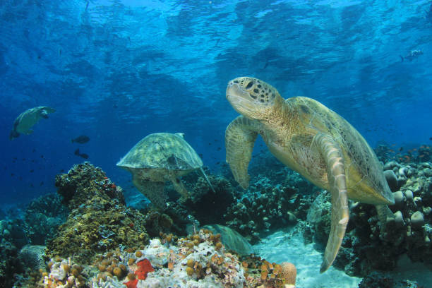 istock Green Sea Turtle underwater 1252601508