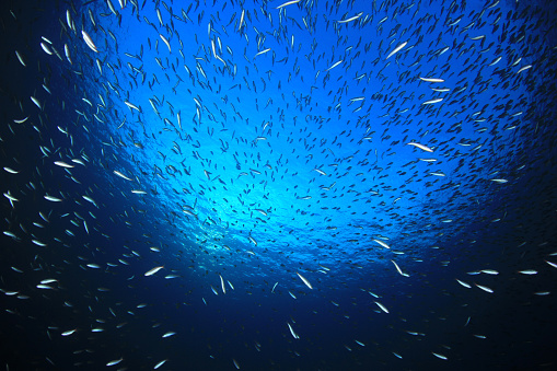 School of sardine fish in the ocean