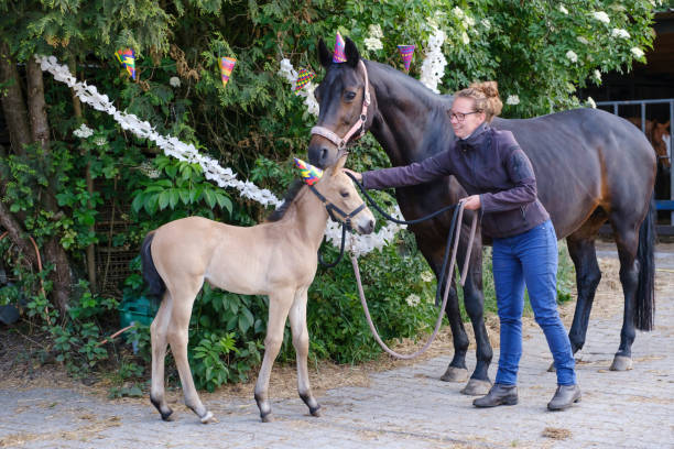 un estanque marrón y un potro amarillo con sombreros y guirnaldas en los árboles. la chica está sosteniendo el caballo. antecedentes para tarjeta de felicitación, felicitaciones, invitaciones - foal child mare horse fotografías e imágenes de stock