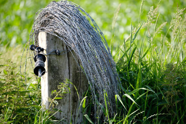 roll of barbed wired on a wooden post in an open field with high green grass roll of barbed wired on a wooden post in an open field with high green grass. wood and wire fence designs pictures stock pictures, royalty-free photos & images