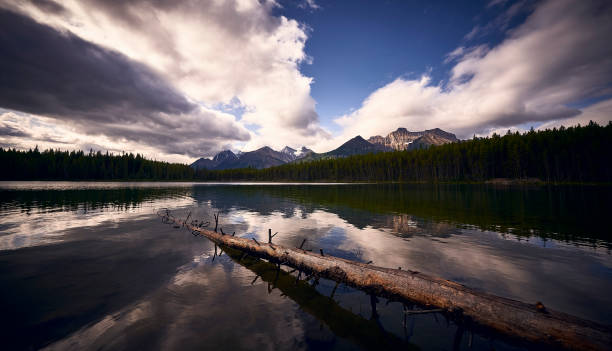 istock Tree in a lake in the Canadian Rockies 1252604063