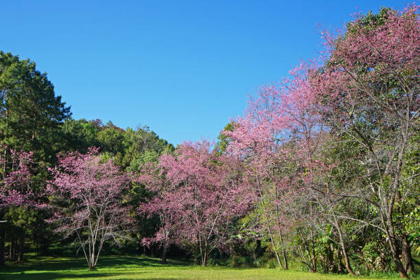 parco di fiori di ciliegio himalayani selvatici (ciliegia acida) con cielo cristallino - clear sky branch tree trunk uncultivated foto e immagini stock