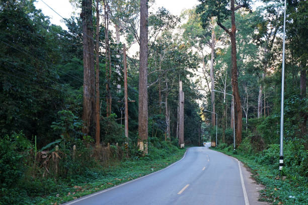 istock Rural countryside road with India rubber trees on both sides 1252604624