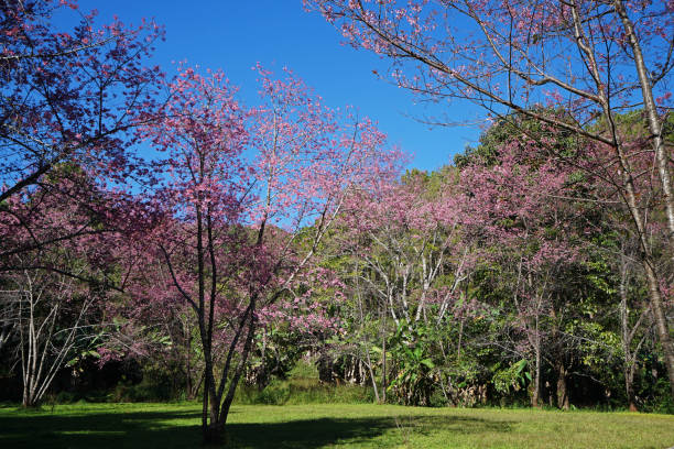 parco di fiori di ciliegio himalayani selvatici (ciliegia acida) con cielo cristallino - clear sky branch tree trunk uncultivated foto e immagini stock