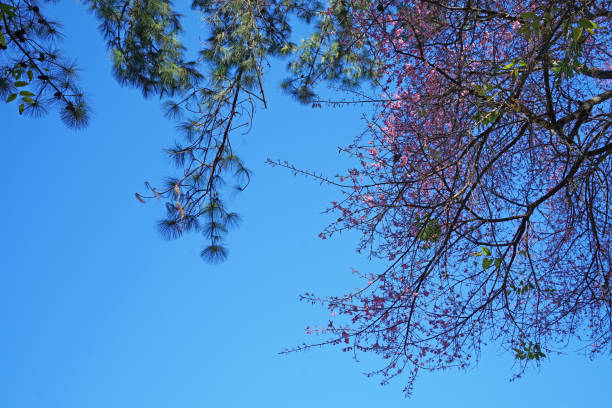 parco di fiori di ciliegio himalayani selvatici (ciliegia acida) con cielo cristallino - clear sky branch tree trunk uncultivated foto e immagini stock