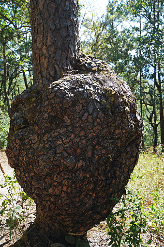 Animal nest on tree bark