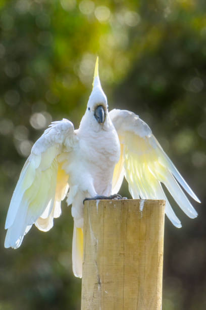 istock Sulphur Crested Cockatoo 1252605343