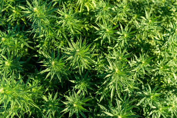 istock marijuana leaf background wallpaper cannabis outdoors 1252605411