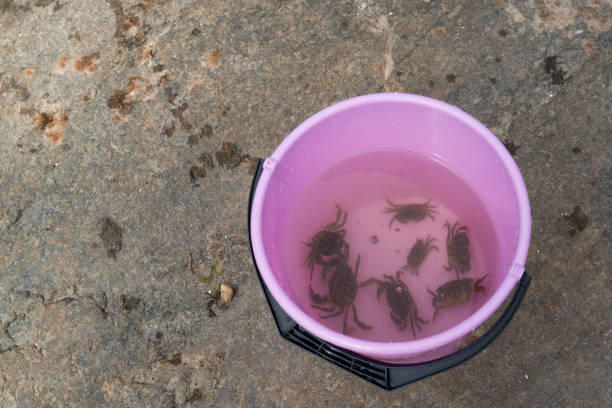 Children fishing crabs