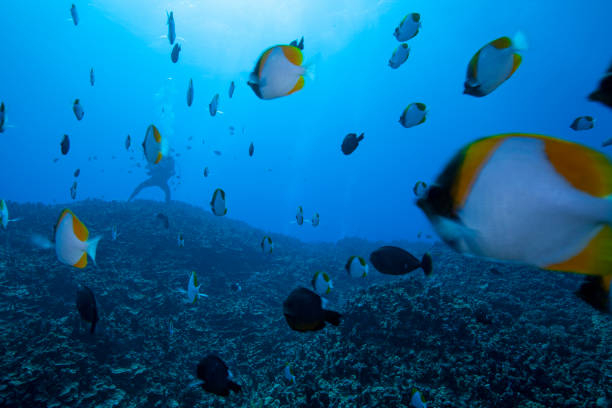 istock School of fish and divers 1252605545