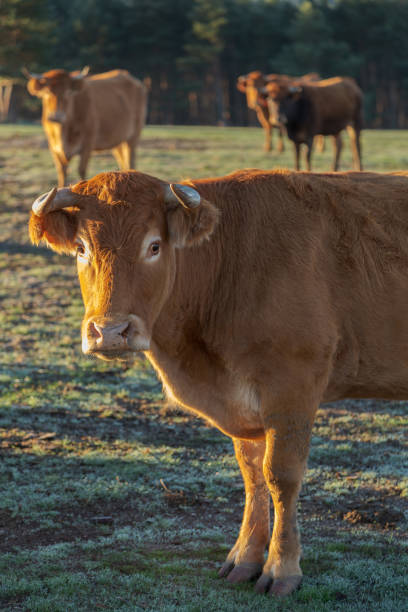istock Cow that ruminates first thing in the morning observes us with curiosity 1252605723