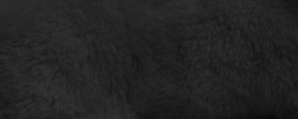 istock Black fur background close up view. Banner 1252606461