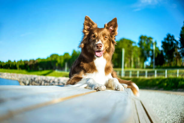 Beautiful brown dog border collie is looking forward on blue sky background. High quality photo