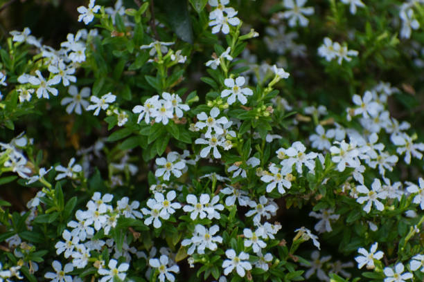 istock Macro view of beautiful flowers 1252610894