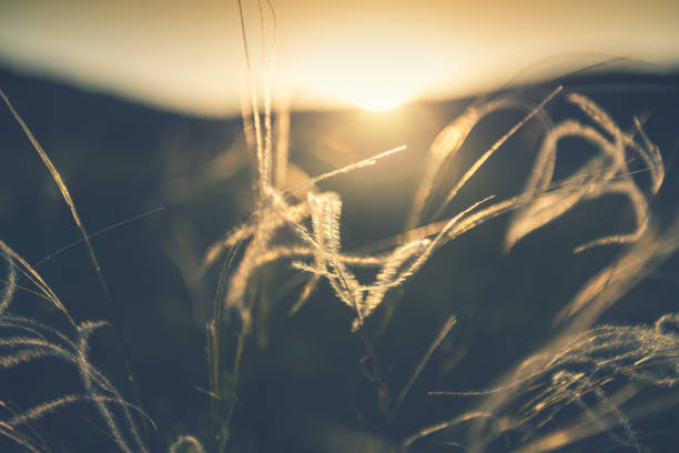 istock Wild feather grass in the forest at sunset. 1252611080