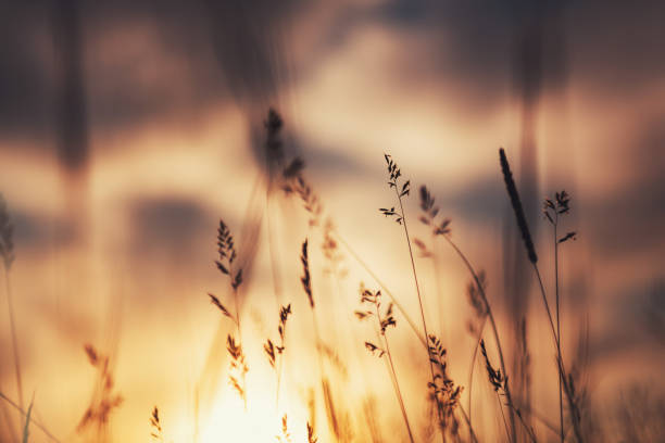 istock Wild grass in the forest at sunset. 1252611089