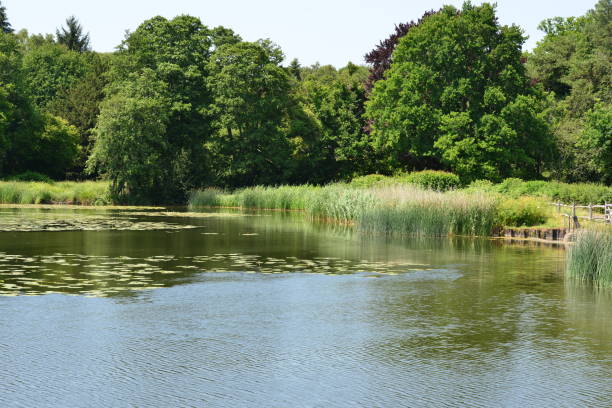 lago burton mill em petworth, west sussex - mill - fotografias e filmes do acervo