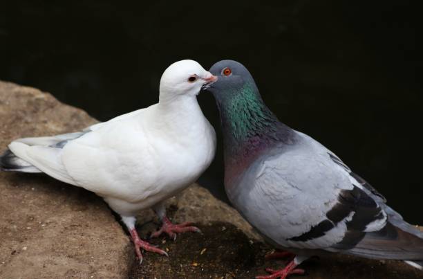 istock Kissing Pigeons 1252611728
