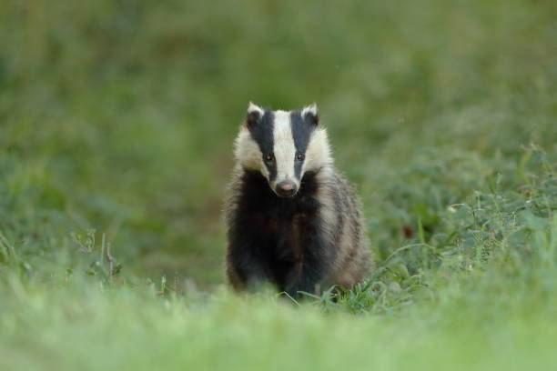 istock The European badger or Eurasian badger 1252613214