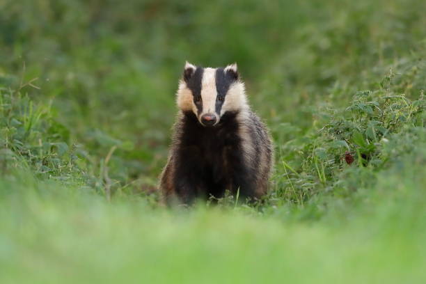 istock The European badger or Eurasian badger 1252613224