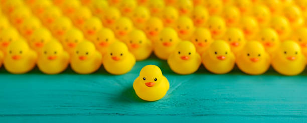 istock Large group of yellow rubber ducks, with one duck at the front which has moved away from the group, standing out from the crowd. Scene set on a weathered, turquoise colored wooden panel background conceptually representing water. 1252613232