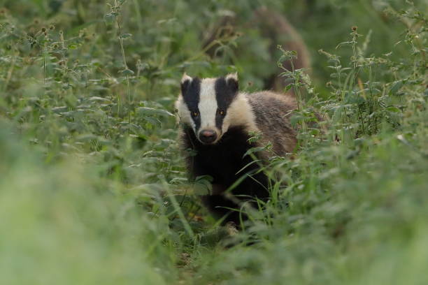 istock The European badger or Eurasian badger 1252613254