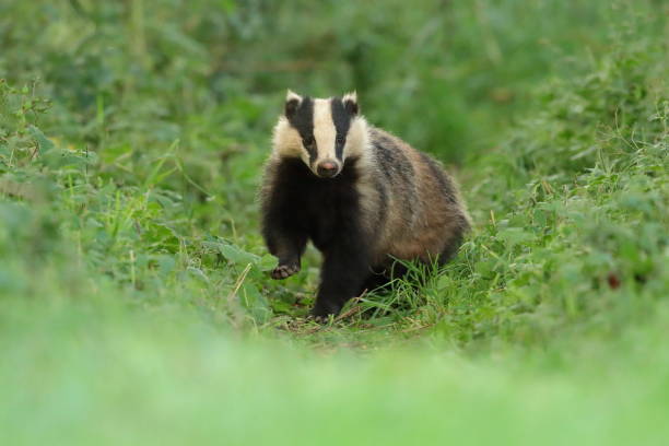 istock The European badger or Eurasian badger 1252613295