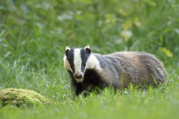 istock The European badger or Eurasian badger 1252613308