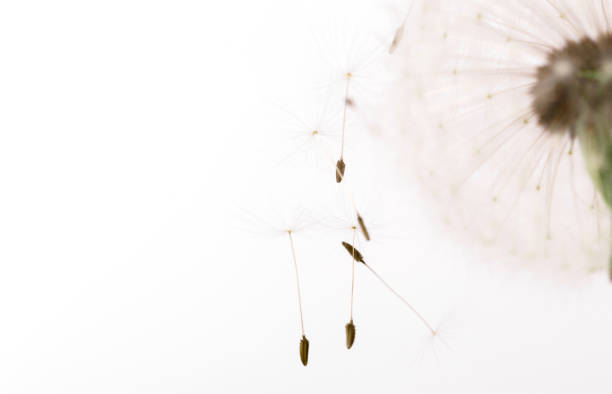 istock Macro of an overblown fluffy dandelion, creative floral layout, horizontal. 1252613581
