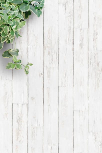 istock White background planks and houseplants 1252613739