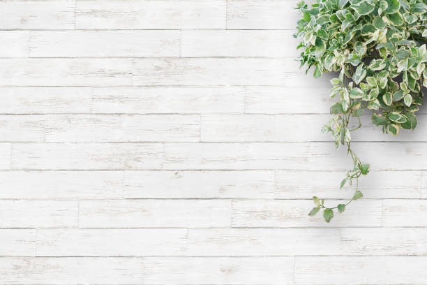 White background planks and houseplants