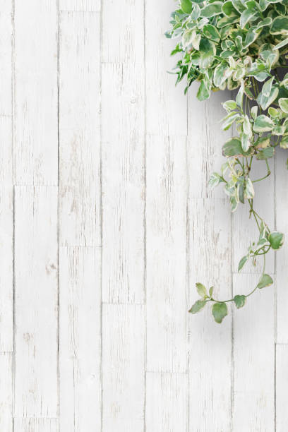 istock White background planks and houseplants 1252613758