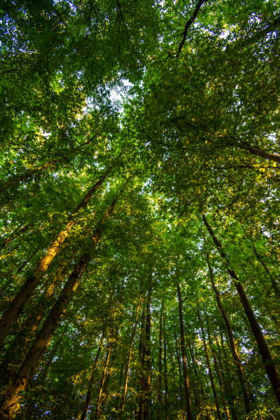 istock Low angle view of tree tops in the forest 1252614505
