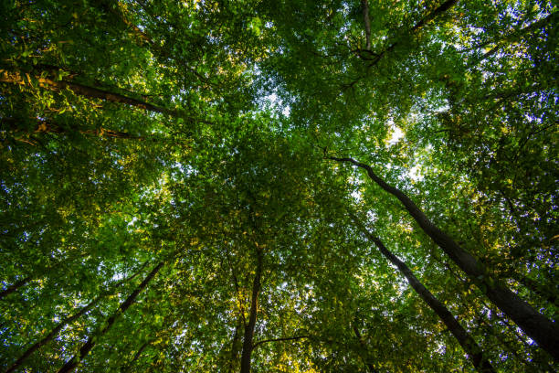 vue d’angle bas des cimes d’arbre dans la forêt - forest sunbeam tree light photos et images de collection