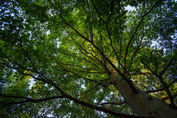 chêne centenaire dans le bois de meudon, clamart, france - autumn oak tree sun photos et images de collection