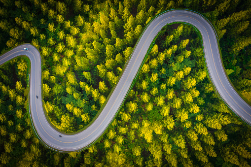 Beautiful aerial view of road between green and yellow pine tree forest in Thailand. Car moving on road.