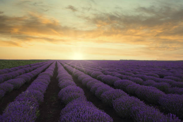istock Sunset in lavender field with orange sun on a late summer day 1252614665