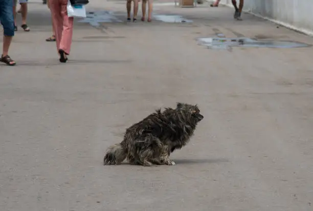 Stray dog on the street