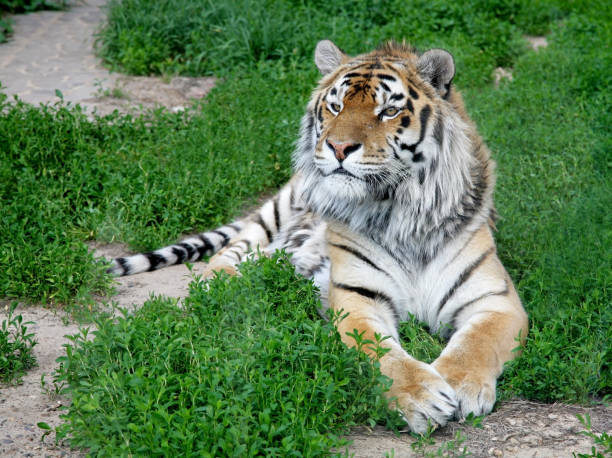 istock Tiger resting and looking to the side on green grass 1252614908