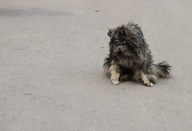 Stray dog on the street