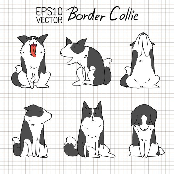 Cute Border Collie Dog Hand drawn image of dog, border cooliie border collie drawing stock illustrations
